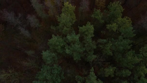 乌云密布的森林中秋天树木的空中照片 — 图库视频影像