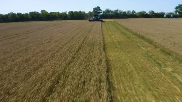 Harvester Machine Driving Field End Summer — Stock Video