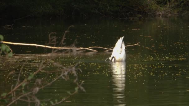 夏天的一个阳光灿烂的日子 天鹅把头浸入湖中的水里去 — 图库视频影像