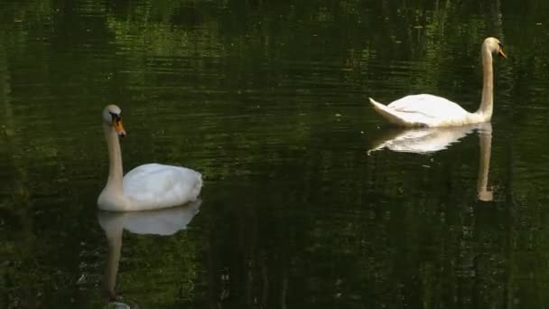 Närbild Swan Doppa Huvudet Djupt Vattnet Sjö Solig Dag Sommaren — Stockvideo