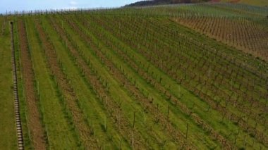 Almanya 'nın Grobottwar kentindeki üzüm bağlarının hava manzarası güneşli bir sonbahar gününde