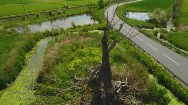 Aerial View Dead Trees Swamp Sunny Day Sping — Stock Video