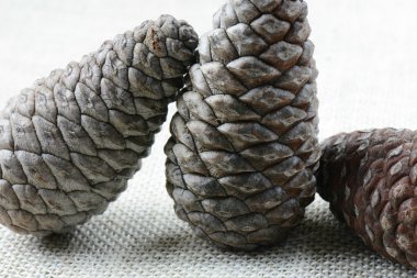 Pinecones çuval bezi arka plan üzerinde