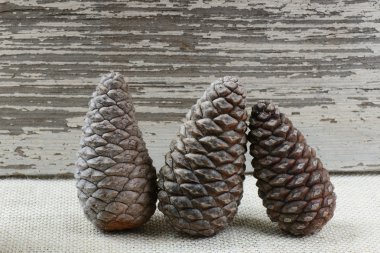Pinecones çuval bezi ve ahşap arka plan