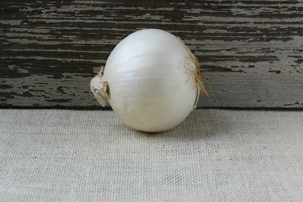 Single White Onion against Rustic wood and Burlap Background