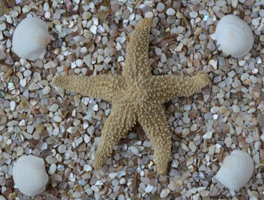 Deniz temalı arka plan dekoratif kabuk tasarımı ile