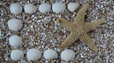 Deniz temalı arka plan dekoratif kabuk tasarımı ile