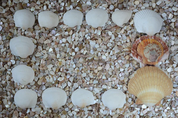 装飾的なシェル デザイン海テーマの背景 — ストック写真