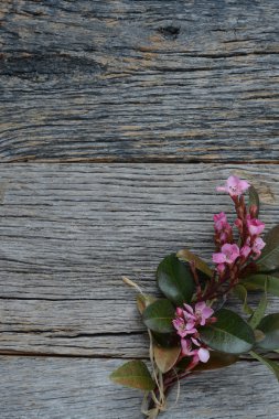Ahşap arka plan üzerinde çiçekleri
