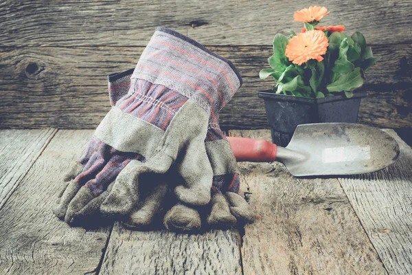 Scène de jardinage avec gants et fleur — Photo