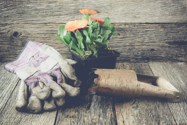 Scène de jardinage avec gants et fleur — Photo