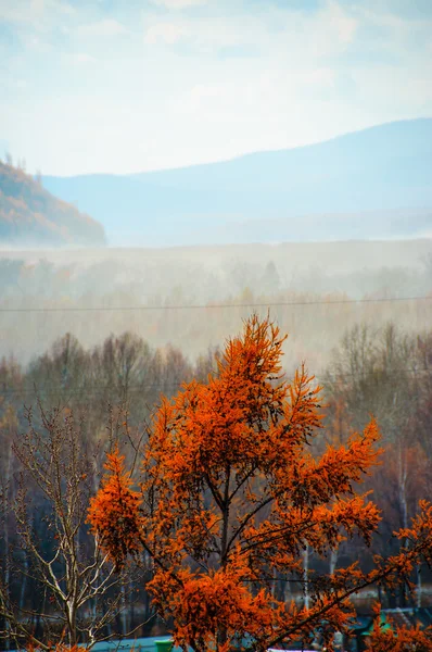 Taïga, tempête de poussière, roches, forêt — Photo