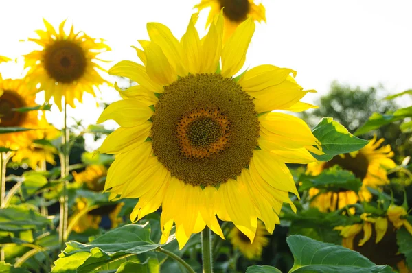 Girasoles sobre un fondo blanco — Foto de Stock