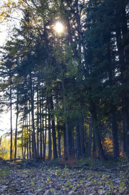 Orman, yeşil, manzara, Doğa, nehir, taş