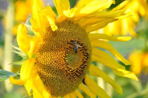 Girasol amarillo y una abeja — Foto de Stock