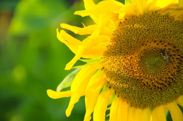 Girasol amarillo y una abeja — Foto de Stock