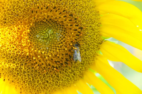 Girasol y abeja — Foto de Stock