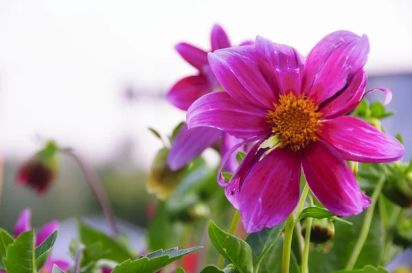 Λουλούδι στο λιβάδι — Φωτογραφία Αρχείου