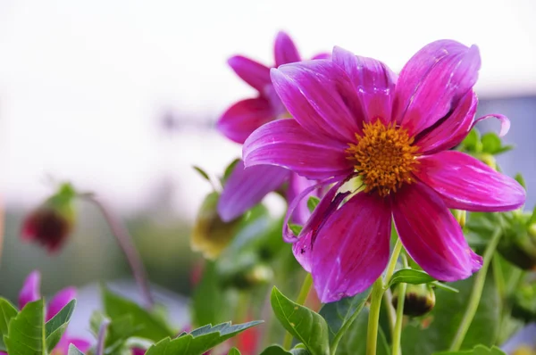 Flor no prado — Fotografia de Stock