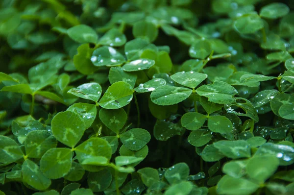 Green, gras, bladeren, bossen, natuur — Stockfoto