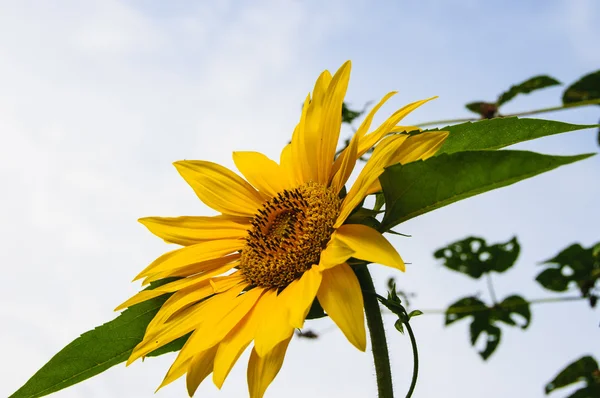 Girasol — Foto de Stock