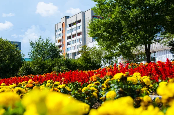 Bloemen op een achtergrond van de hemel, de bloemen in de stad — Stockfoto