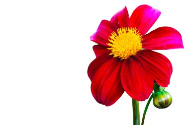 Beyaz arka planda çiçek, прекрасный яркий Цветок на белом фоне