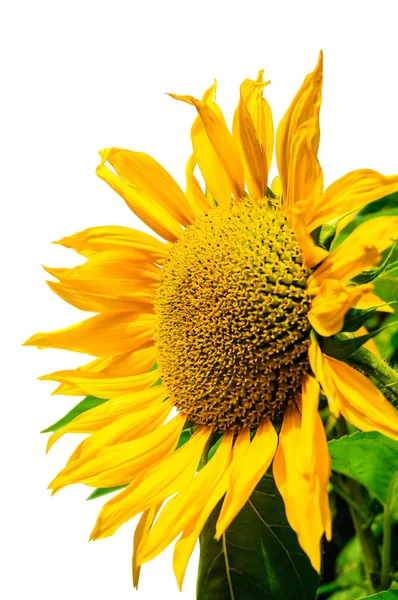 Girasol sobre fondo blanco, girasol amarillo . — Foto de Stock