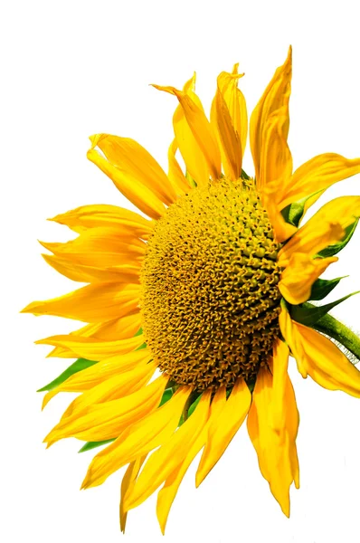 Girasol sobre fondo blanco, girasol amarillo . — Foto de Stock