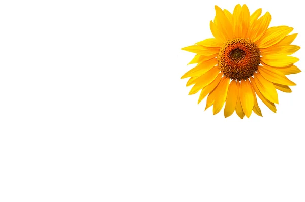 Sunflower on a white background, yellow sunflower.