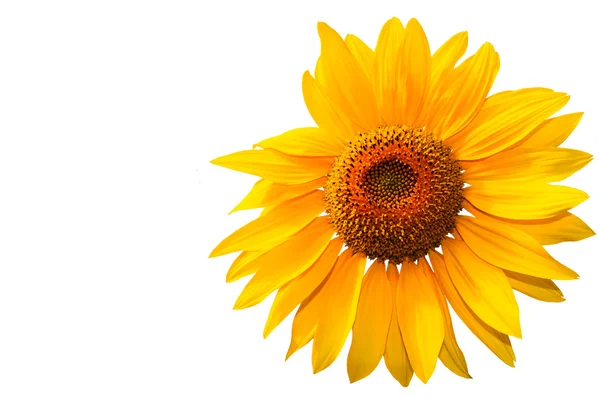 Girasol sobre fondo blanco, girasol amarillo . — Foto de Stock