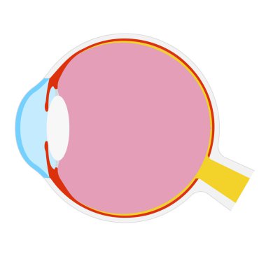 Vektör illüstrasyonu: gözün anatomik yapısı.