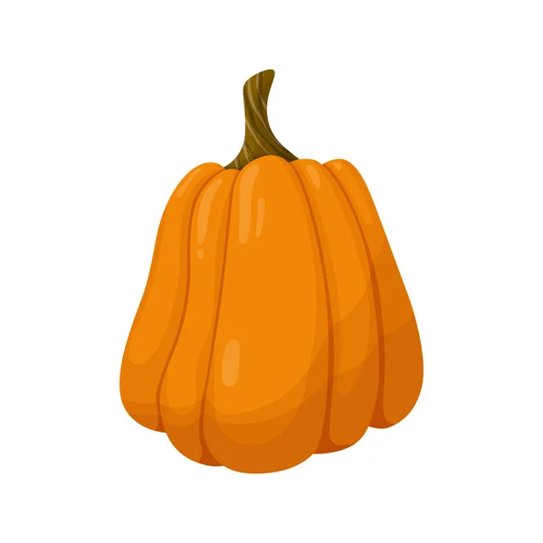 Orange pumpkin. Vegetable illustration isolated on white background. — Stock Vector