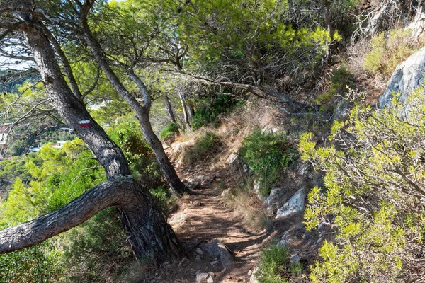 Ormanın içine doğru