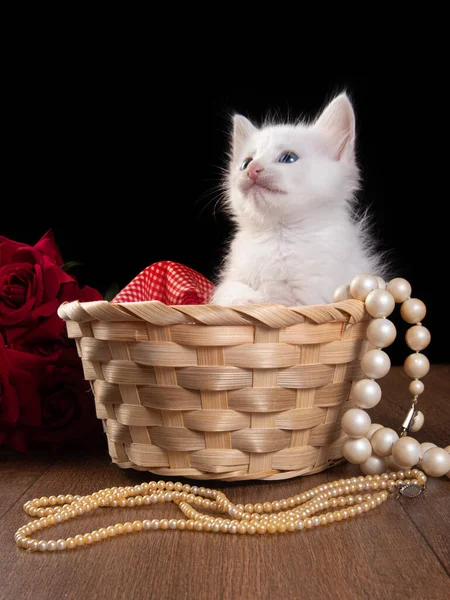 white kitten, white kitten playing in a straw basket on a wooden table and pearl necklaces, black background, selective focus.