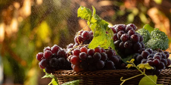 Grapes, details of a basket of beautiful Brazilian grapes being sprayed by water on a reflective dark surface, low key portrait and natural background, small depth of field, selective focus.