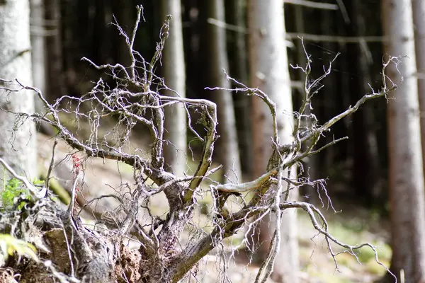 Ormanın yanındaki ağaç kökü..