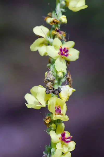 Çayır portresindeki sarı bitki..