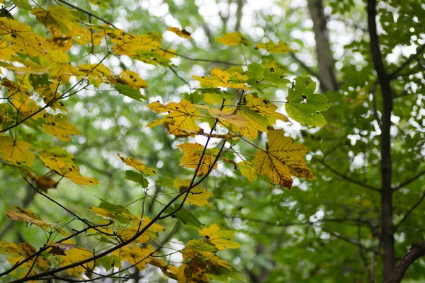 Ormanda sonbaharın başlarında.