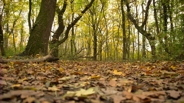 Forest in autumn and leaves on the ground.