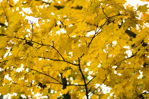 Ağaçtaki sarı yapraklar.