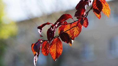 Red branch of a tree in autumn.