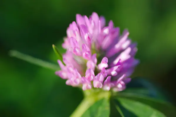 緑の背景のピンクのクローバーの花 — ストック写真