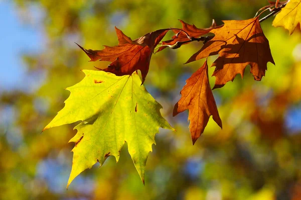 güzel renkler sonbahar yaprak.