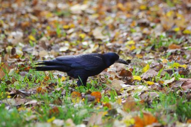 # Parkta yerde kara kuş #.