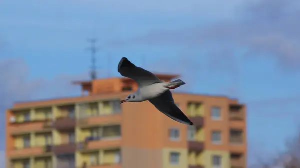 Şehirde uçan martı..