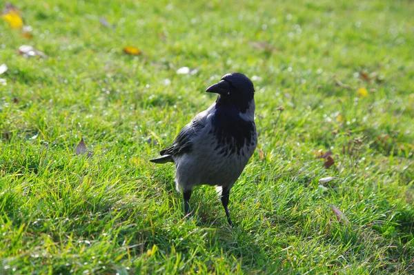 Corbeau Dans Parc Sur Herbe Verte — Photo