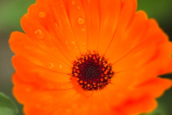 Detail Van Een Oranje Bloeiende Bloem — Stockfoto