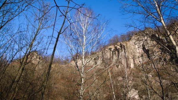 Bir kayanın önündeki ağaçlar.