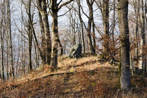 Ağaçların arasındaki taş.